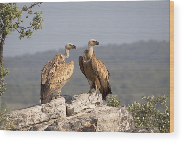 Gerard De Hoog Wood Print featuring the photograph Griffon Vulture Pair Extremadura Spain by Gerard de Hoog