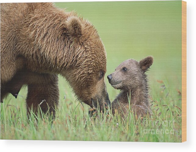 00345260 Wood Print featuring the photograph Grizzly Bear And Cub in Katmai by Yva Momatiuk John Eastcott