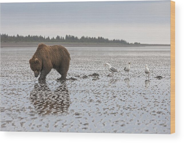 536572 Wood Print featuring the photograph Grizzly Bear Hunting Clams Lake Clark by Ingo Arndt