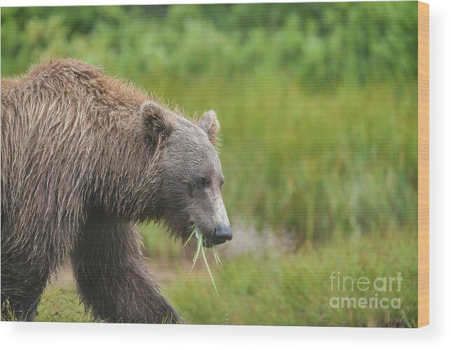 Brown Bear Wood Print featuring the photograph brown bear Katmai Alaska eating grass by Dan Friend