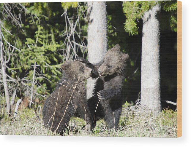 Grizzly Bear Cubs Wood Print featuring the photograph Grizzly Cubs Playing #1 by Crystal Wightman
