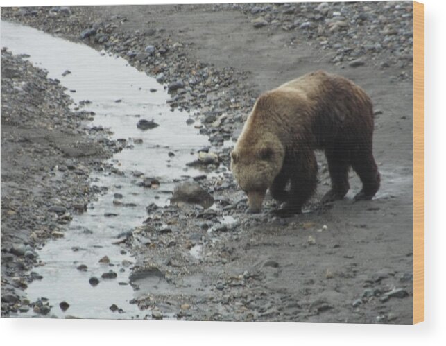 Grizzly Wood Print featuring the photograph Grizzly in Denali by Barbara Von Pagel