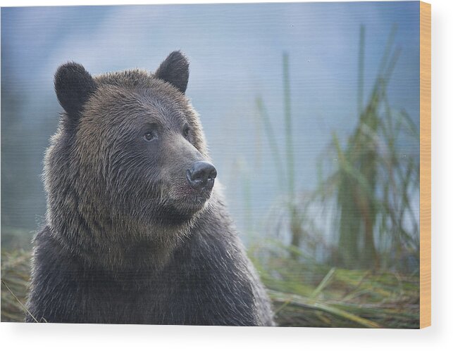 Bear Wood Print featuring the photograph Grizzly in Morning Light by Bill Cubitt