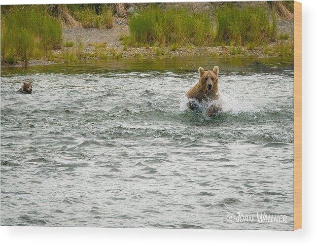 Alaska Wood Print featuring the photograph Grizzly mom Fishing for Salmon by Joan Wallner