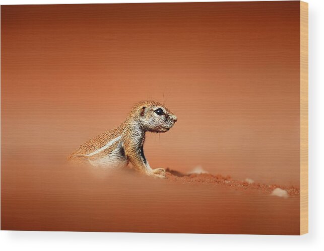 Squirrel Wood Print featuring the photograph Ground squirrel on red desert sand by Johan Swanepoel
