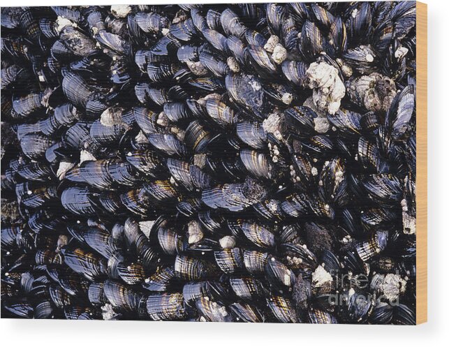 Natural World Wood Print featuring the photograph Group of mussels close up by Jim Corwin