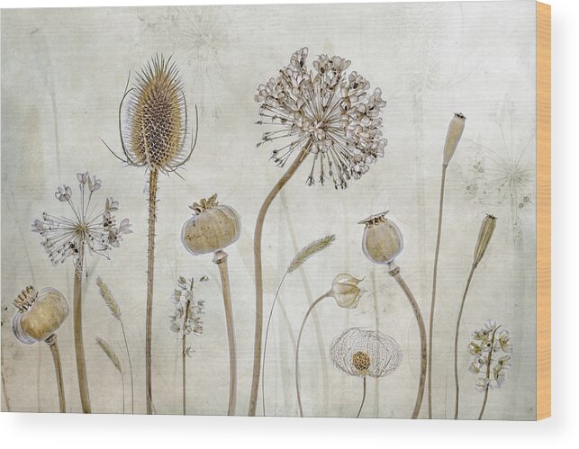 Autumn Wood Print featuring the photograph Growing Old by Mandy Disher
