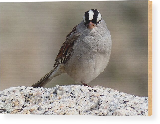 Bird Wood Print featuring the photograph Grumpy white crowned sparrow by Thomas Samida