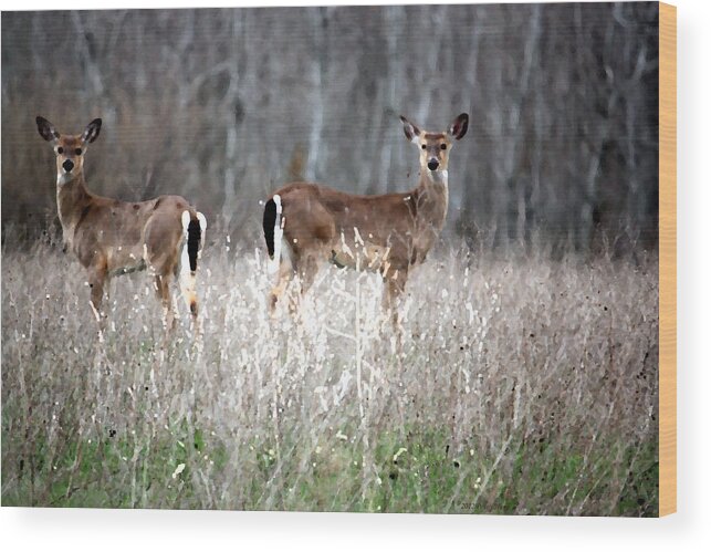 Nature Wood Print featuring the photograph Guard Duty Whitetail Deer by Penny Hunt