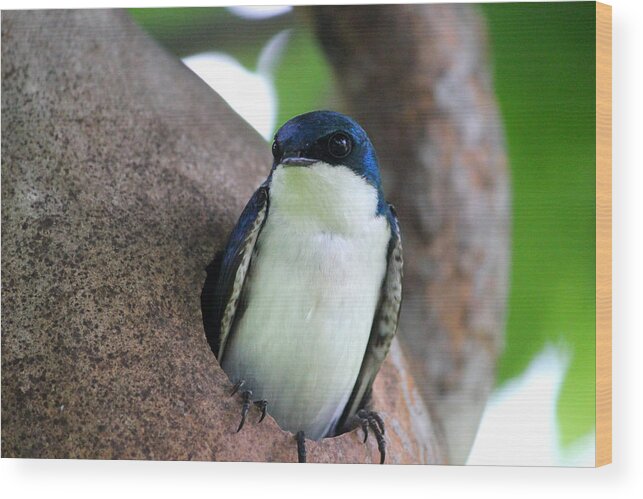 Male Tree Swallow Wood Print featuring the photograph Guarding his Gourd by Brook Burling