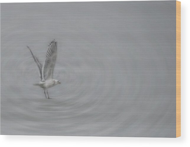 Gull Wood Print featuring the photograph Gull Vortex by Beth Sawickie