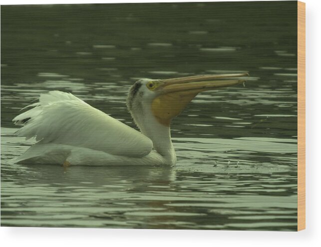 Pelicans Wood Print featuring the photograph Gulp by Jeff Swan
