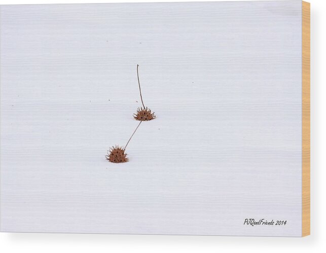 Gumballs In Snow Wood Print featuring the photograph Gumballs in Snow by PJQandFriends Photography