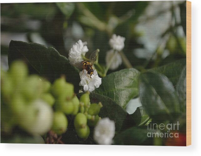 Gypsophilia Wood Print featuring the photograph Gypsophilia Hover Fly by Scott Lyons