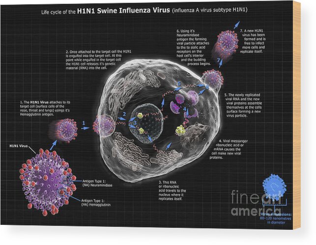 3d Visualisation Wood Print featuring the photograph H1n1 Swine Influenza Virus Life Cycle by Science Picture Co