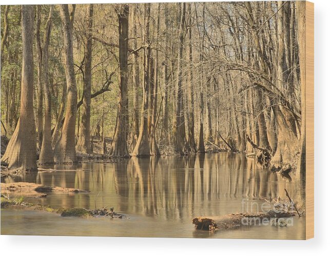 Congaree National Park Wood Print featuring the photograph Hall Of Cypress by Adam Jewell