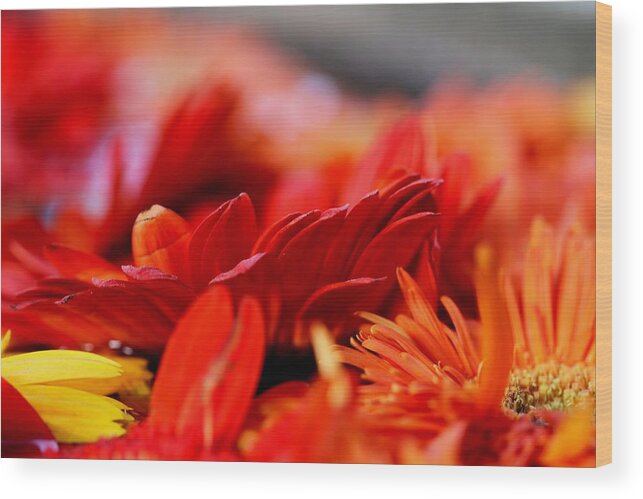 Flower Wood Print featuring the photograph Hall of Flame by Ramabhadran Thirupattur
