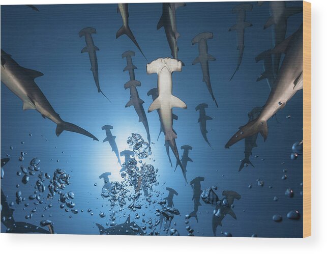 Shark Wood Print featuring the photograph Hammerhead Shark by Barathieu Gabriel