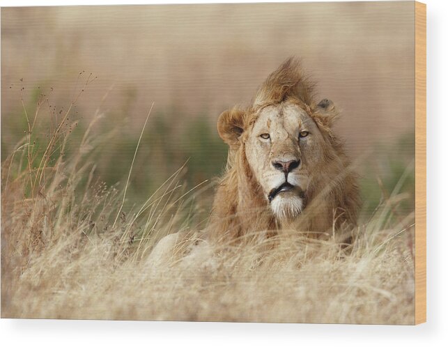 Lion Wood Print featuring the photograph Handsome! by Ali Khataw