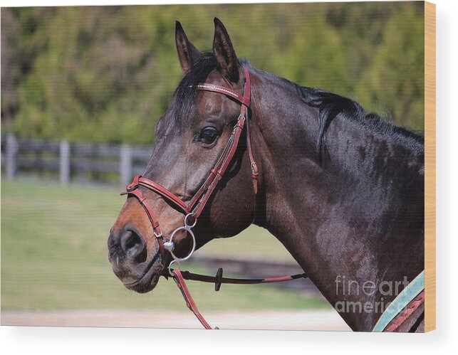 Horse Wood Print featuring the photograph Handsome Gelding by Janice Byer