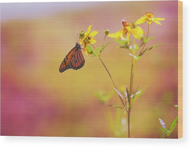 Monarch Wood Print featuring the photograph Hang by Joel Olives