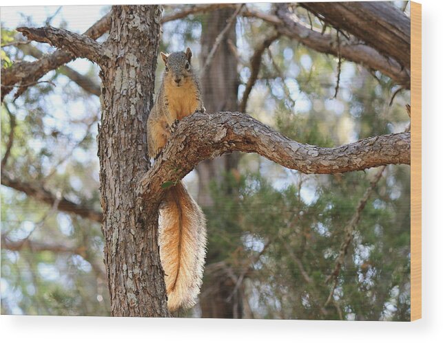  Wood Print featuring the photograph Hangin' out by Christy Pooschke