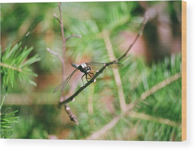 Dragonfly Wood Print featuring the photograph Hangin' Out by David Porteus