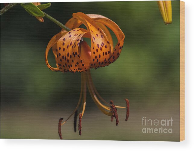 Flickr Explore Images Tiger Lilly Wood Print featuring the photograph Hanging By A Thread by Dan Hefle