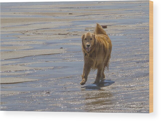 Golden Retriever Wood Print featuring the photograph Happy Dog at Beach by Natalie Rotman Cote