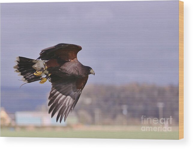 Hawk Wood Print featuring the photograph Harris Hawk by Kate Purdy