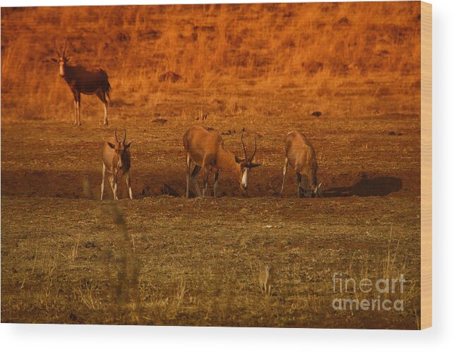 Hartbeest Wood Print featuring the photograph Hartbeest at the Waterhole by Douglas Barnard