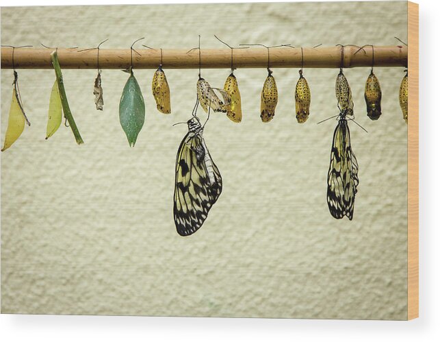 Hanging Wood Print featuring the photograph Hatching Butterflys by Www.victoriawlaka.com