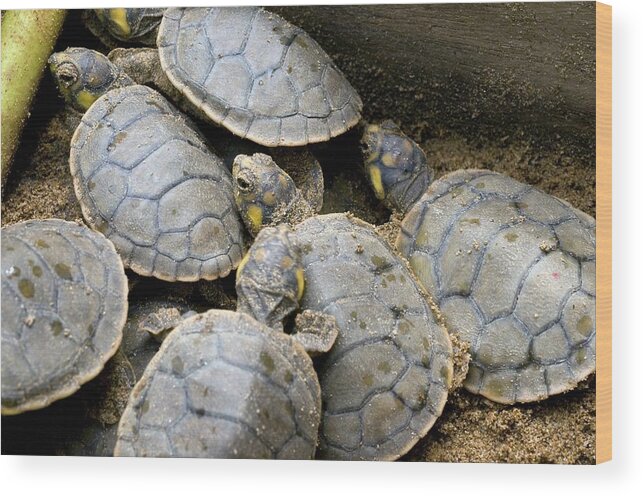 Yellow-spotted River Turtle Wood Print featuring the photograph Hatchling Yellow-spotted River Turtles by Sinclair Stammers/science Photo Library