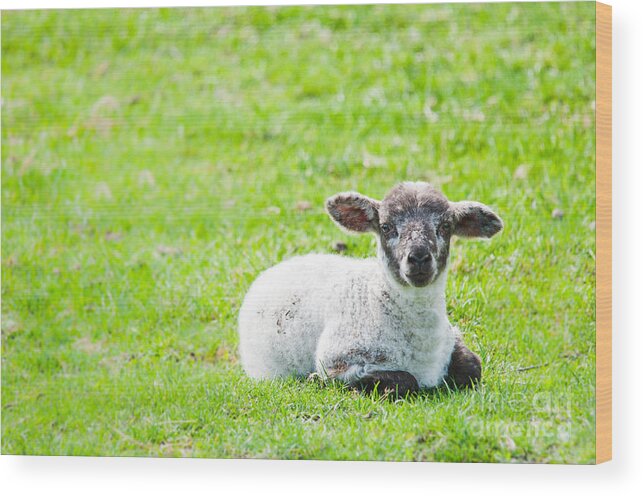 Sheep Wood Print featuring the photograph Have you any Wool by Cheryl Baxter