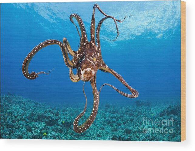 Blue Wood Print featuring the photograph Hawaii, Day Octopus _Octopus Cyanea_. by Dave Fleetham