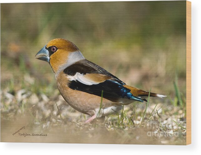 Hawfinch's Back Wood Print featuring the photograph Hawfinch's Back by Torbjorn Swenelius
