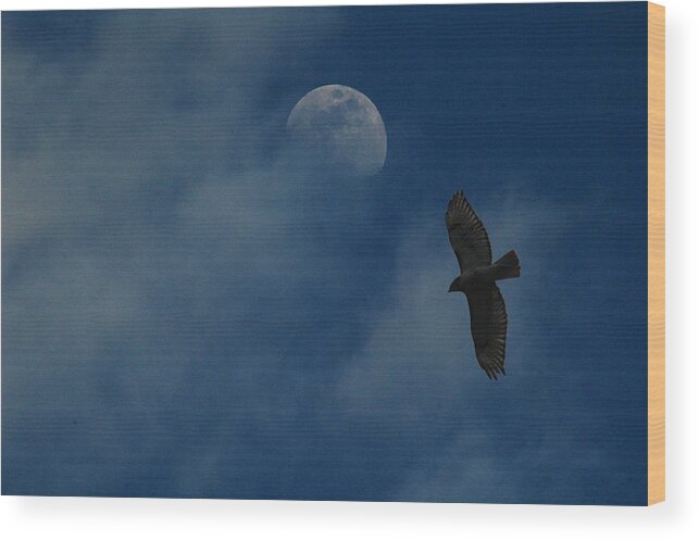 Hawk Wood Print featuring the photograph Hawk and Moon Coming Out of the Mist by Raymond Salani III