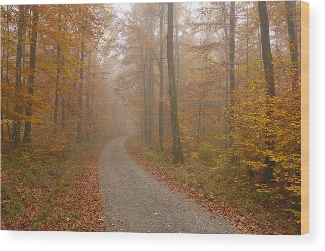 Fall Wood Print featuring the photograph Hazy forest in autumn by Matthias Hauser