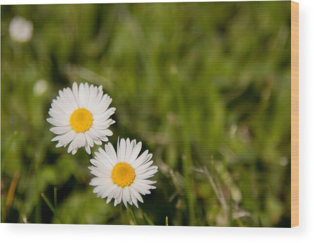 Daisy Wood Print featuring the photograph He Loves Me He Loves Me Not by Courtney Webster