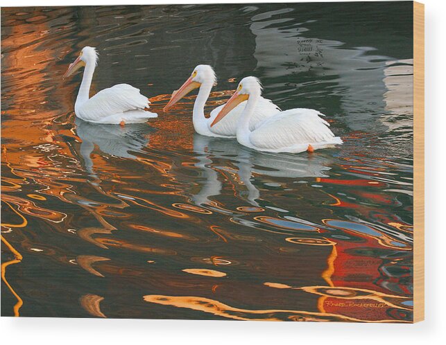 Pelicans Wood Print featuring the photograph Heading Home by Roger Rockefeller