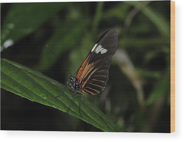 Butterflies Wood Print featuring the photograph Heads Up by Donald Brown
