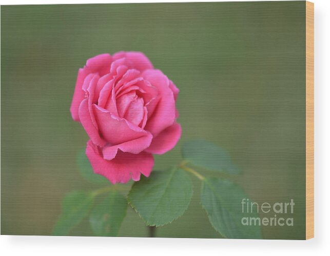 Rose Wood Print featuring the photograph Heart of my Heart Rose by Barb Dalton