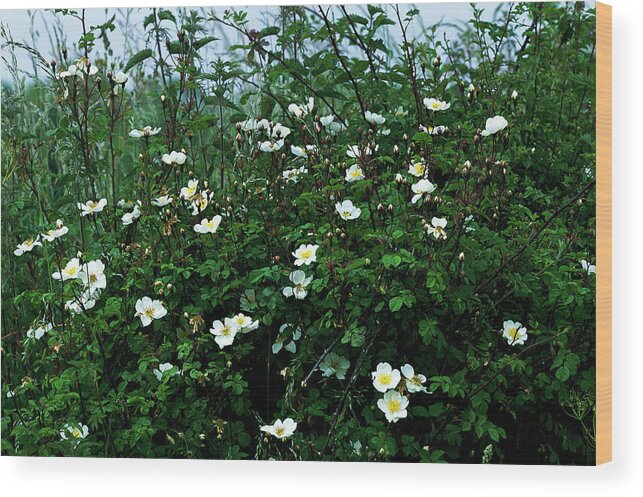 Hedgerow Wood Print featuring the photograph Hedgerow by Leslie J Borg/science Photo Library