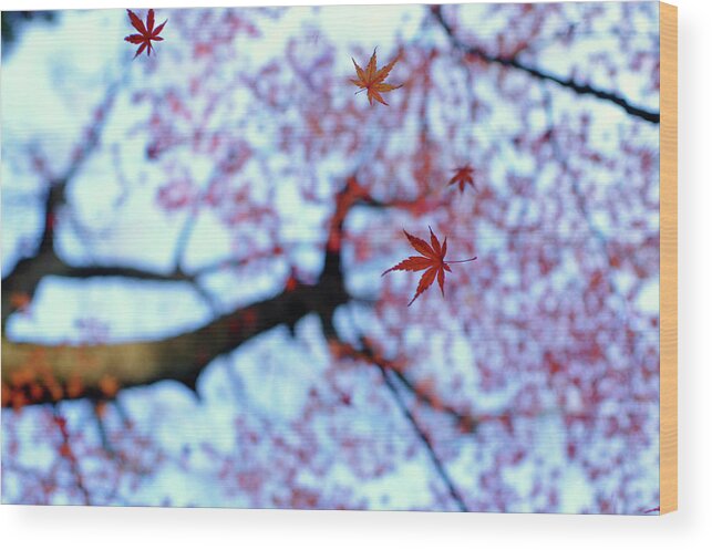 Autumn Wood Print featuring the photograph Heirinji by Kouji Tomihisa