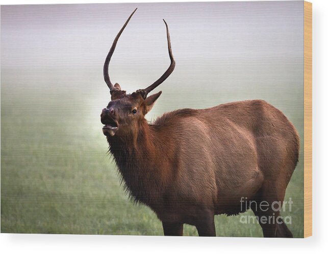 Bull Elk Wood Print featuring the photograph Hello Ladies by Deborah Scannell