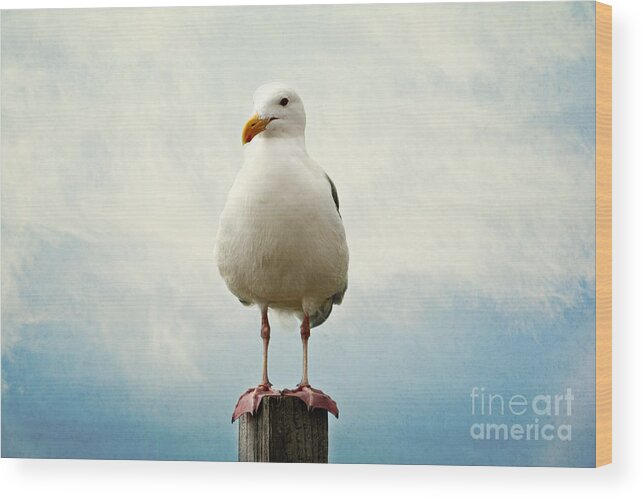 Seagull Wood Print featuring the photograph Hello by Sylvia Cook