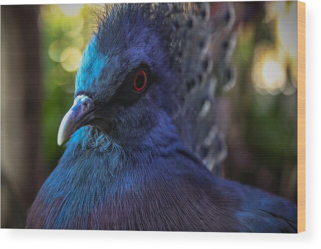 Pigeon Wood Print featuring the photograph Hello Victoria by Ken Stanback