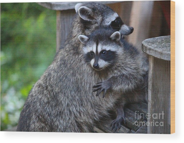 Mammals Wood Print featuring the photograph Help Me Mommy by Kym Backland