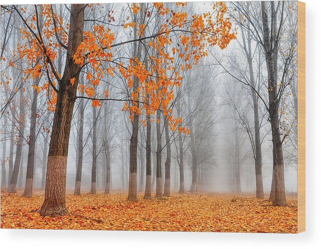 Bulgaria Wood Print featuring the photograph Heralds Of Autumn by Evgeni Dinev