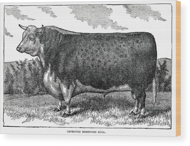 Engraving Wood Print featuring the digital art Hereford Bull by Nnehring